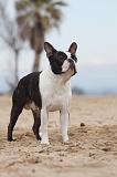 BOSTON TERRIER 389